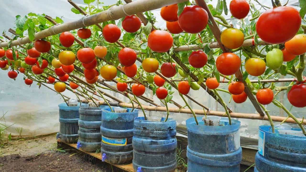 Cercetătorii au inventat un sistem de cultivare a roșiilor care permite utilizarea unei cantități de apă și îngrășăminte de două ori mai mici.