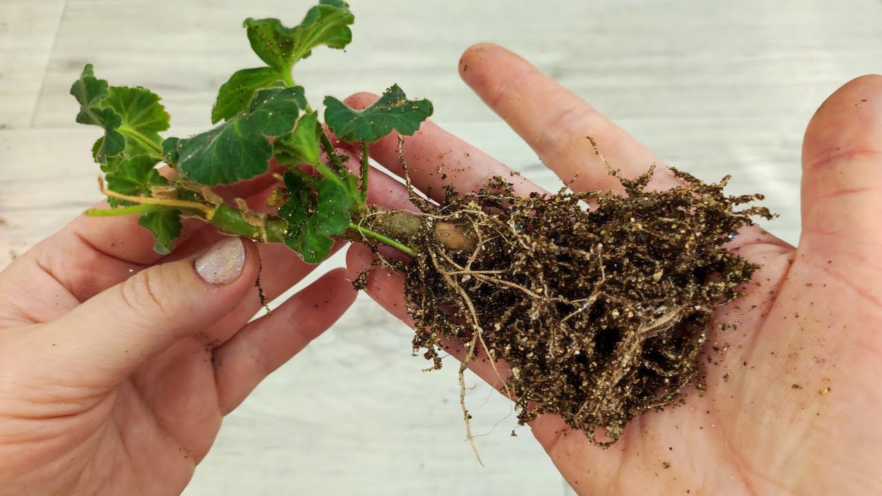 Cum să înrădăcinați mușcata în timpul iernii: o metodă simplă de a obține o colecție luxuriantă