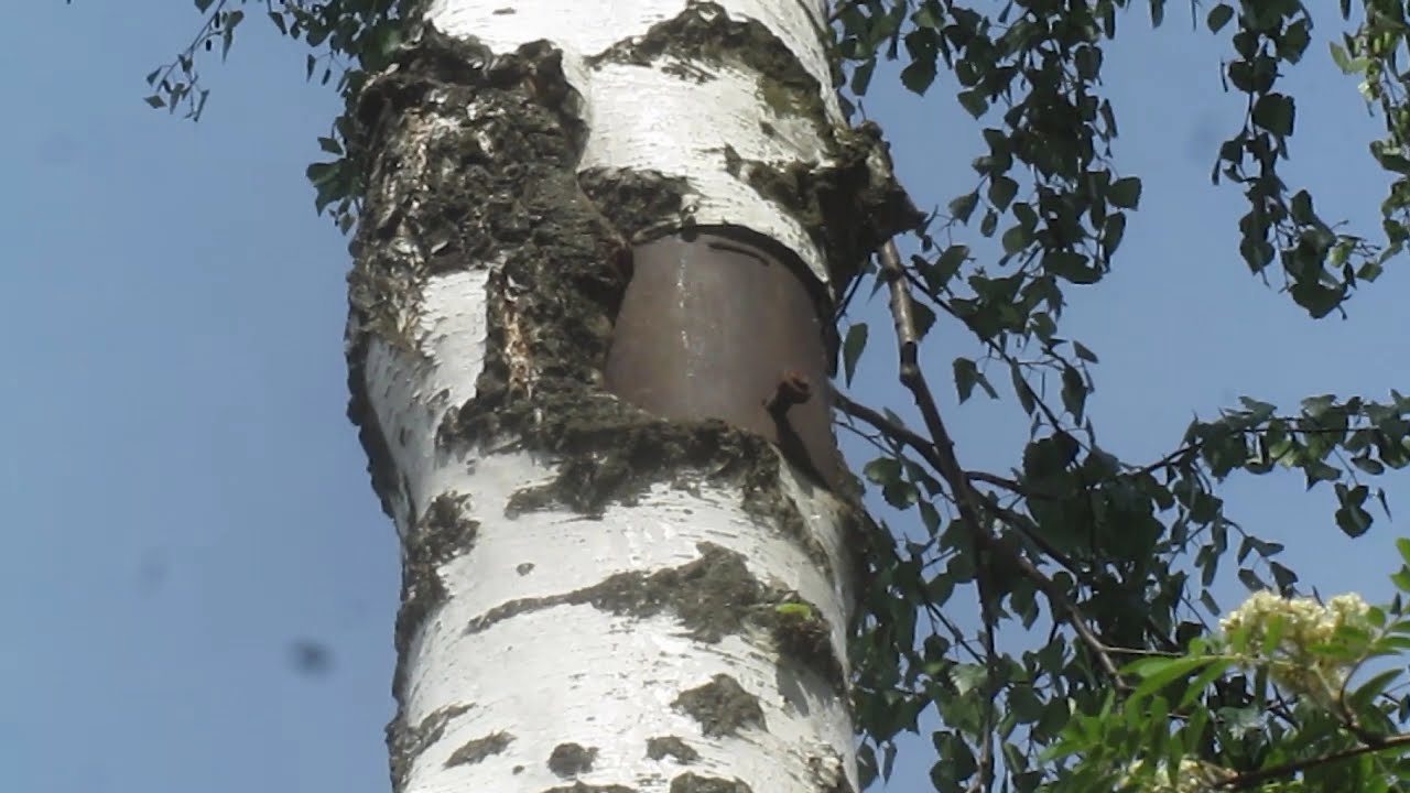 Când trebuie tăiată mesteacănul pentru a evita scurgerea și curgerea sevei? Momentul și tehnica tăierii sunt decisive.