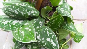 Această plantă, care crește în ghiveci, nu necesită îngrijire și este ideală pentru balcoane mici.