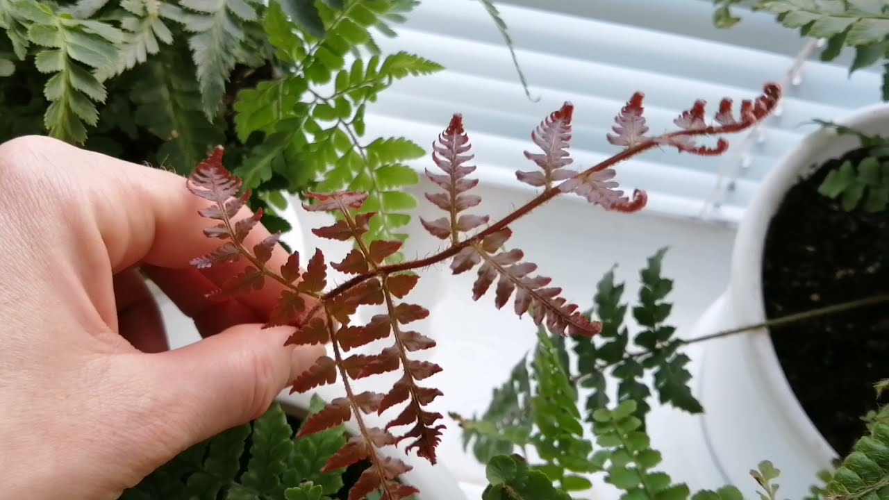 Nu-l aruncați, ci folosiți-l ca îngrășământ pentru ferigă. În două săptămâni vor apărea frunze noi.