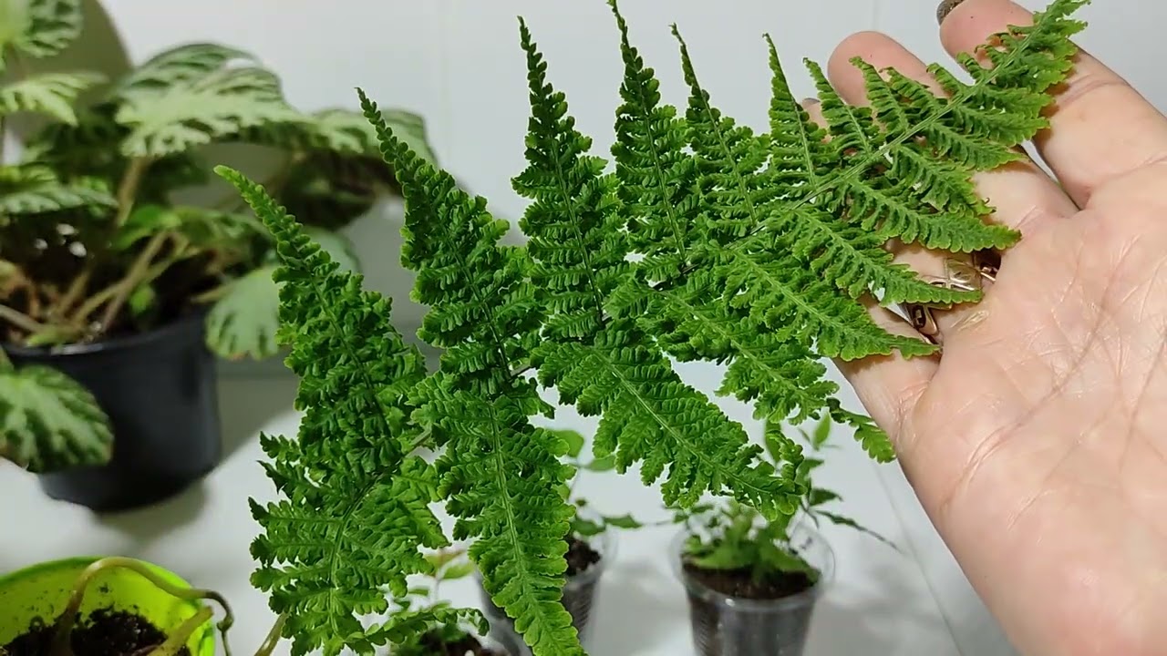 Nu-l aruncați, ci folosiți-l ca îngrășământ pentru ferigă. În două săptămâni vor apărea frunze noi.