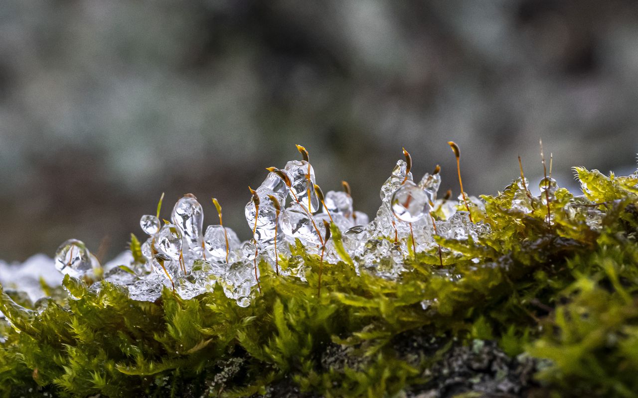 După ce zăpada se topește, împrăștiați mușchiul pe gazon. Veți elimina mușchiul înainte de începerea sezonului, iar acesta nu va mai apărea în acest an. Arderea mușchiului cu mijloace casnice