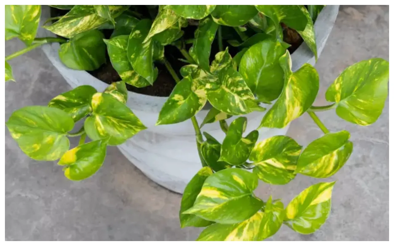 Punerea cojilor de ouă într-un ghiveci cu iederă: de ce este recomandat și la ce servește.