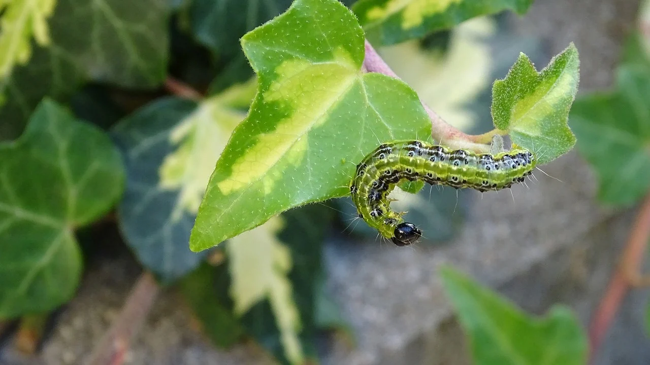 Frigul nu le va ucide. După iarnă, udați buștenii cu această soluție – larvele vor muri una câte una.