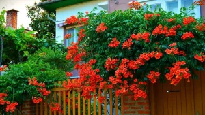 Am descoperit trandafirul californian: o plantă cățărătoare care transformă grădina dvs. într-un paradis floral.