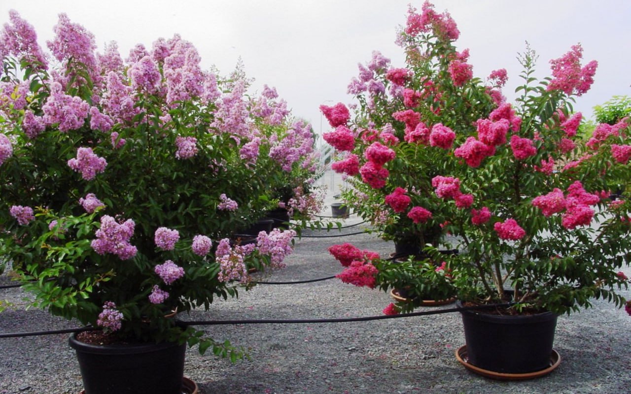 Ideal pentru grădinile mici: această plantă de vară înflorește în doar câteva zile, se remarcă prin culorile incredibil de vii și umple terasa cu viață.