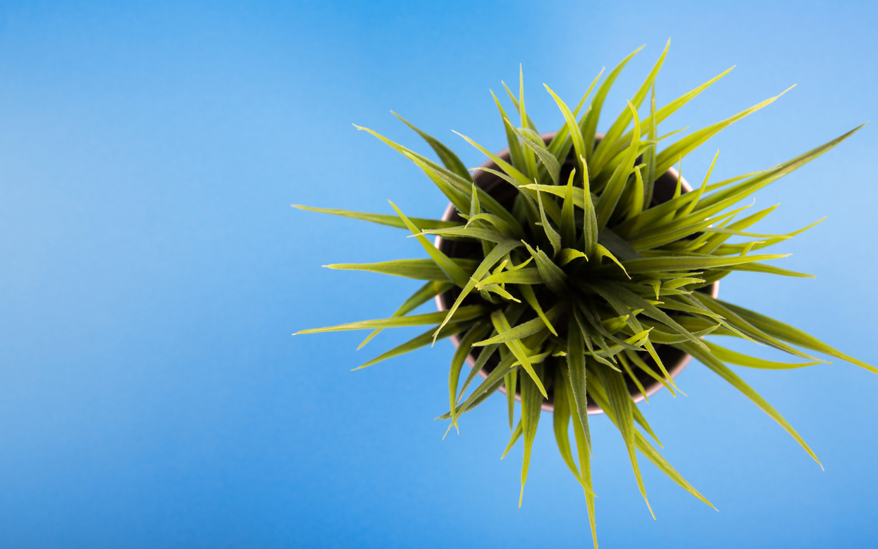 Planta ideală pentru colțuri mici: crește vertical și nu ocupă mult spațiu.