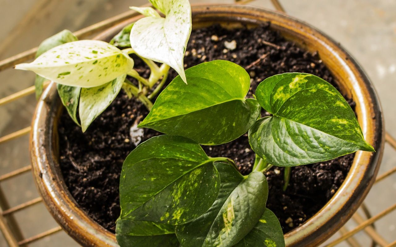 Cum să îngrijești scindapsul de cameră și să stimulezi creșterea frunzelor sale