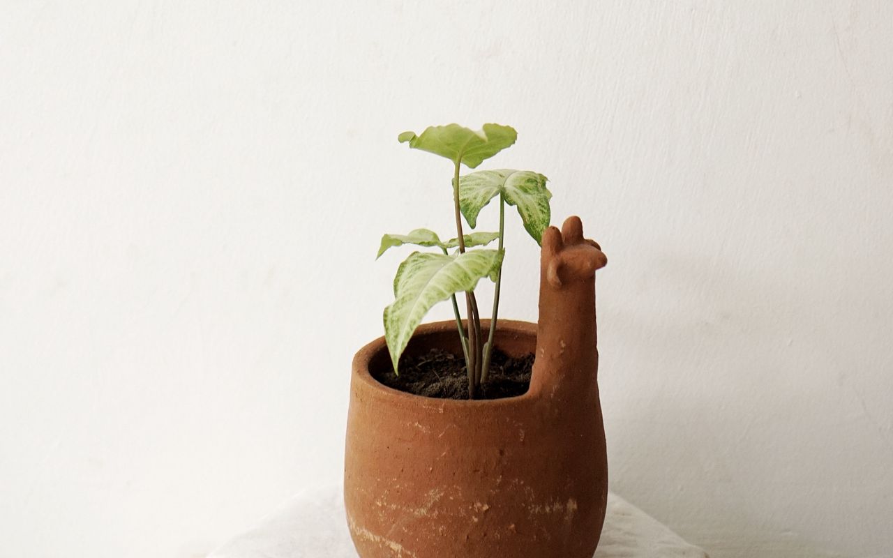 Cum să faci plante kokedama fără ghivece în 15 minute