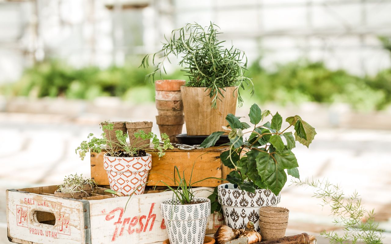 Îngroparea dopurilor în ghivece cu rozmarin: de ce este recomandat și ce avantaje oferă.