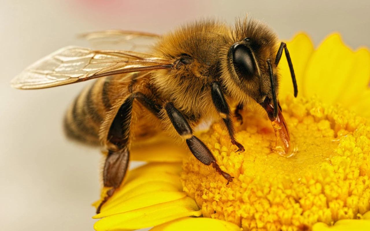 Un moment istoric: albinele, primul insect din istorie care a primit drepturi legale.