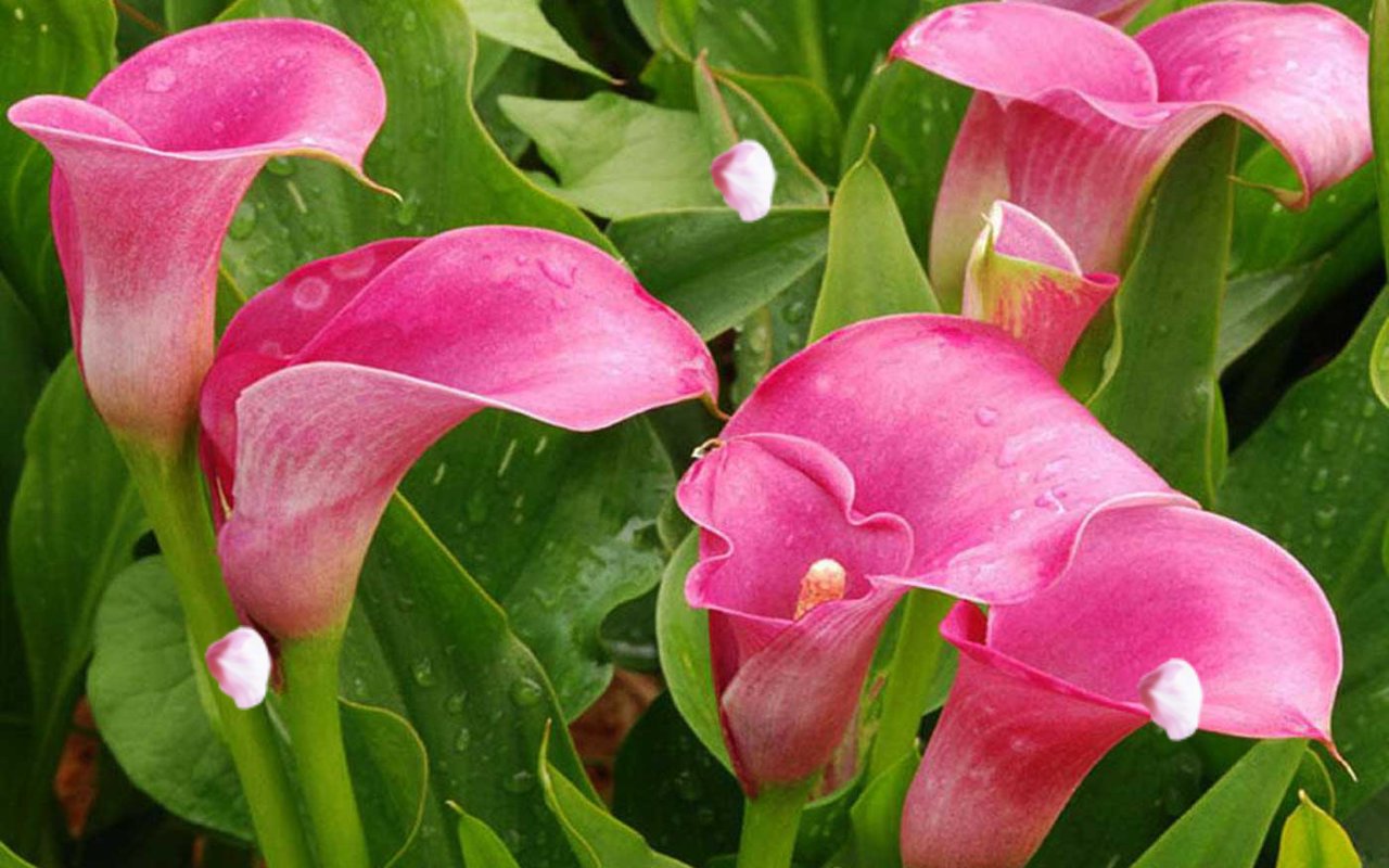 Astăzi, LIDL a primit 3 plante mici înflorite, perfecte pentru a vă înviora casa în această iarnă.