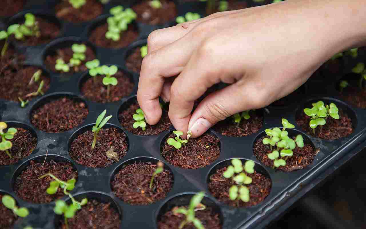 Îngrășământ cu potasiu pentru răsaduri puternice și sănătoase și recolte abundente. Grădinarii cehi îl folosesc de multe generații.