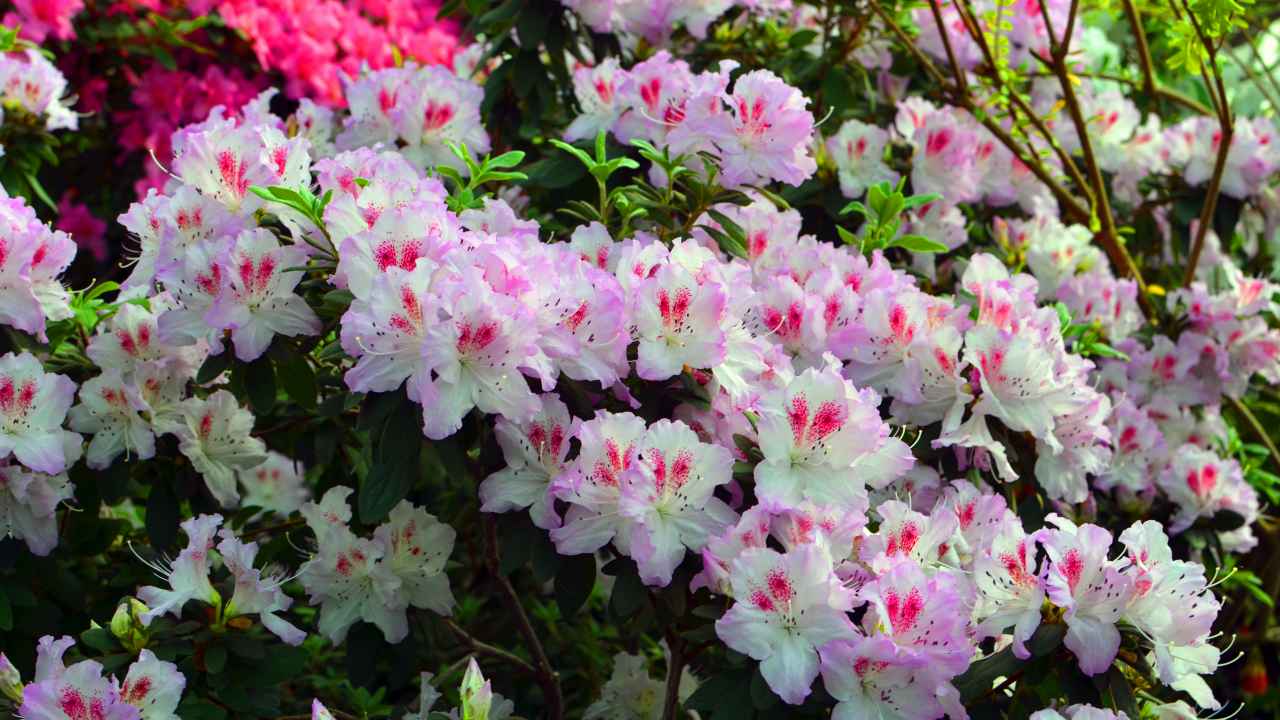 Azaliile din grădină – frumoase, dar care necesită îngrijire specială?