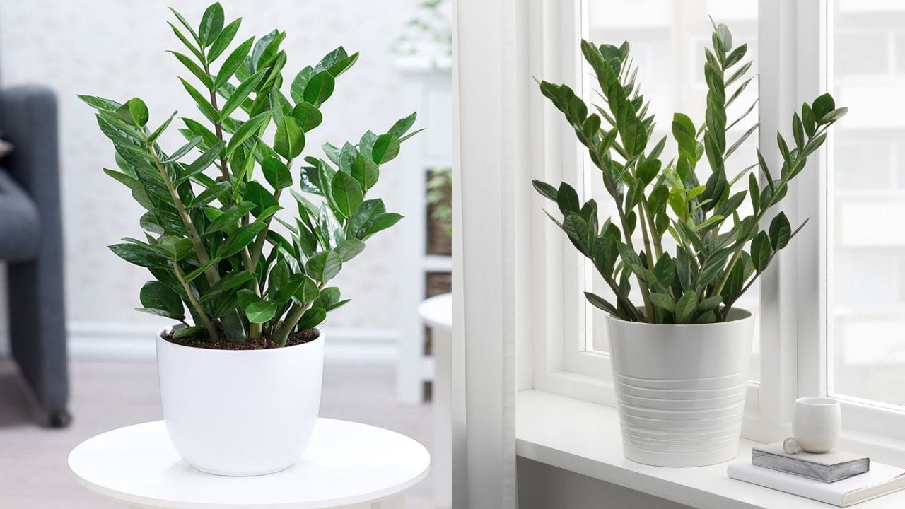 Planta „nemuritoare” care a devenit la modă în birouri: de ce toată lumea vrea să o vadă pe birourile lor.