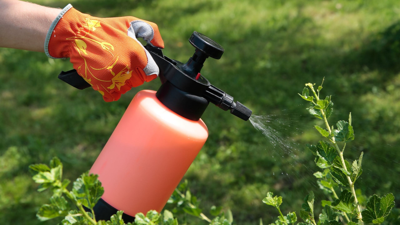 Stropirea plantelor cu oțet: de ce să o faci și de ce merită.