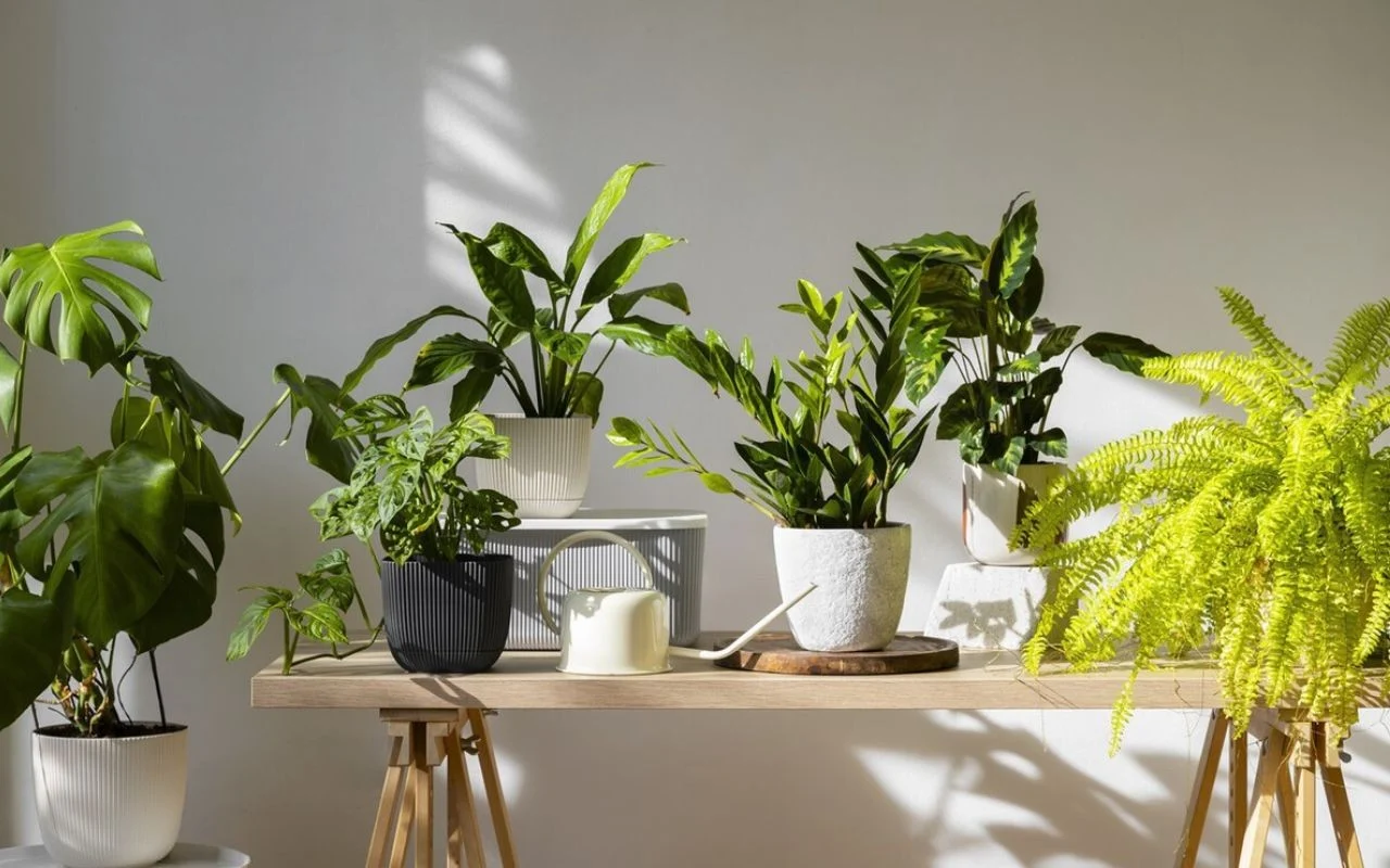 Căldura: 10 plante care vă vor ajuta să vă răcoriți casa vara