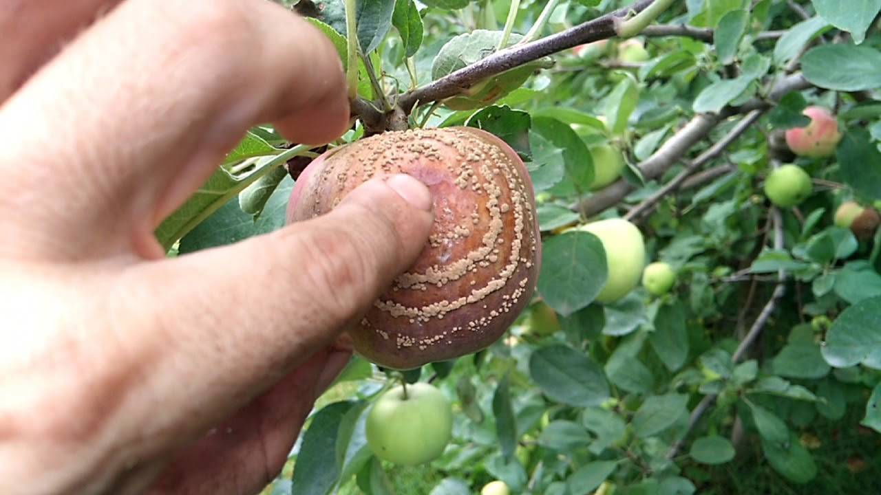 500 g la 10 litri — și nu veți mai avea mere stricate niciodată: cum să protejați merii de monilioză