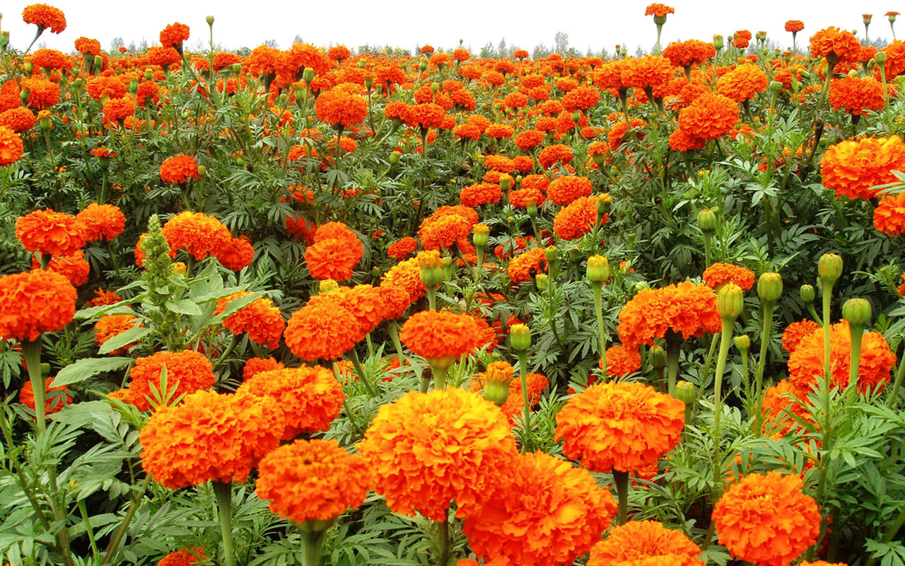 Trei flori care sunt perfecte pentru grădinile mici și care merită plantate în februarie.